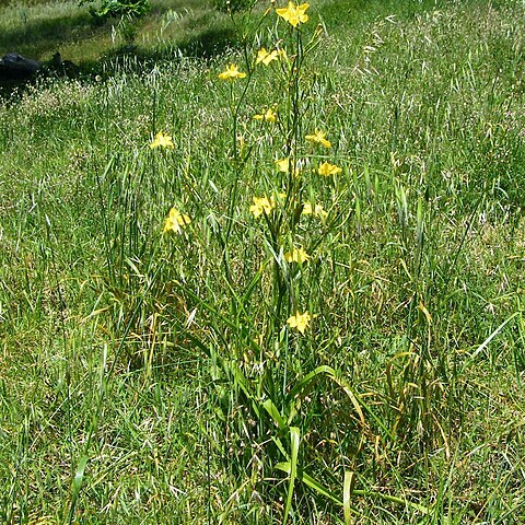 Moraea ramosissima unspecified picture