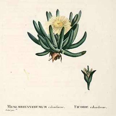 Cylindrophyllum unspecified picture