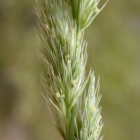 Muhlenbergia glomerata unspecified picture