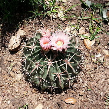 Ferocactus macrodiscus subsp. macrodiscus unspecified picture