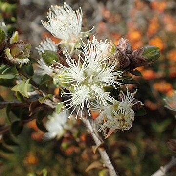 Melaleuca calycina unspecified picture