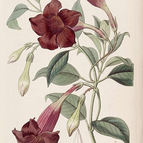 Mandevilla atroviolacea unspecified picture