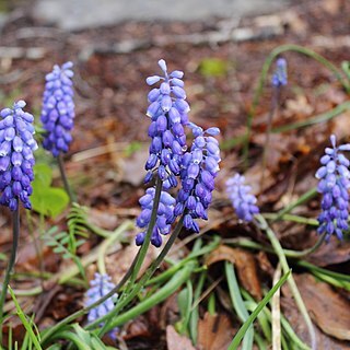 Muscari dolichanthum unspecified picture