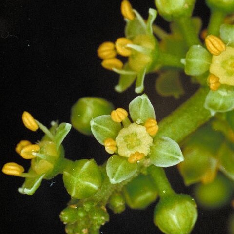 Melicope xanthoxyloides unspecified picture