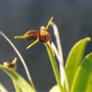 Masdevallia biflora unspecified picture