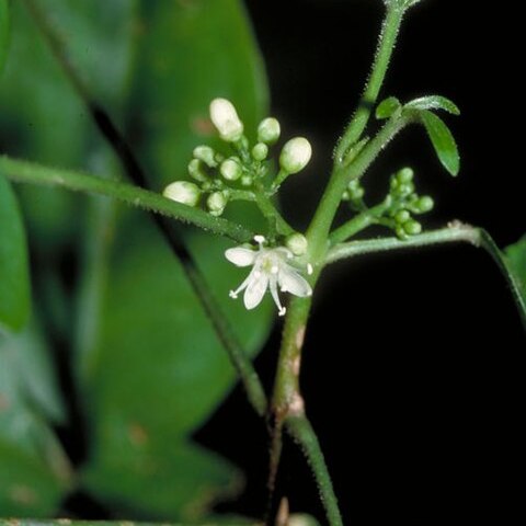 Melicope broadbentiana unspecified picture