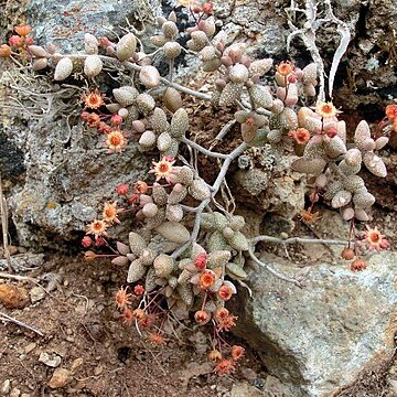 Monanthes laxiflora unspecified picture