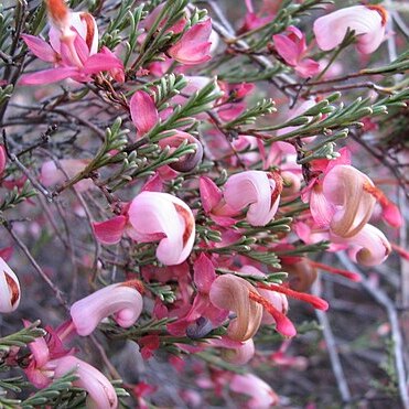 Grevillea involucrata unspecified picture