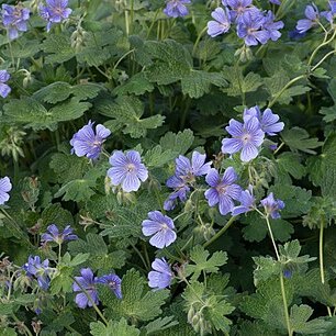 Geranium peloponesiacum unspecified picture