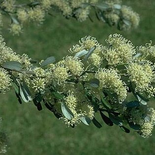 Grevillea argyrophylla unspecified picture