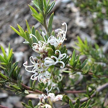 Grevillea alpivaga unspecified picture