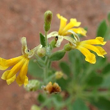 Goodenia heterochila unspecified picture