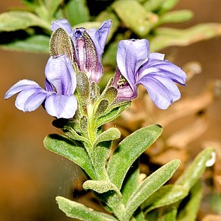 Goodenia xanthotricha unspecified picture