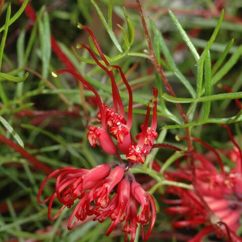 Grevillea acropogon unspecified picture