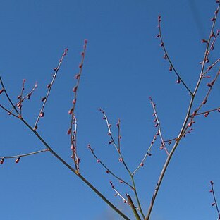 Gonocarpus unspecified picture