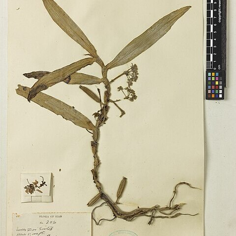 Gastrochilus yunnanensis unspecified picture