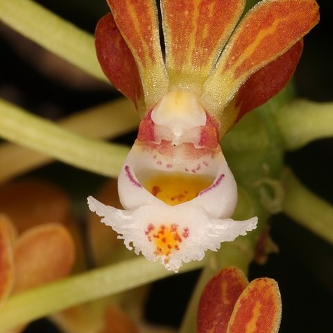 Gastrochilus rutilans unspecified picture