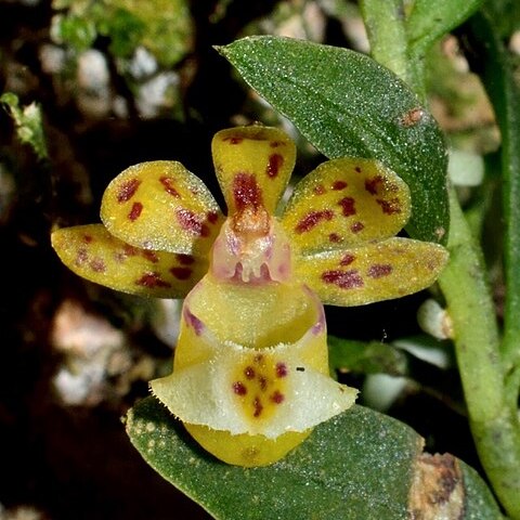 Gastrochilus formosanus unspecified picture