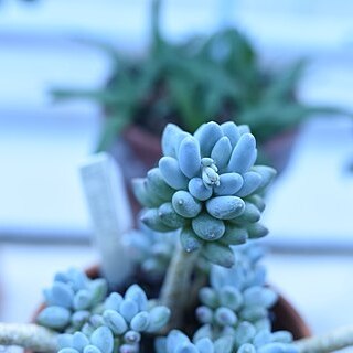 Pachyphytum hookeri unspecified picture