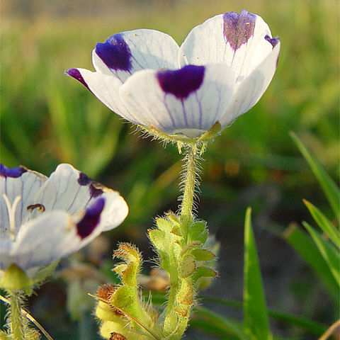 Nemophila pedunculata unspecified picture