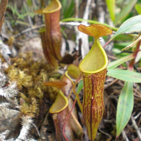 Nepenthes micramphora unspecified picture