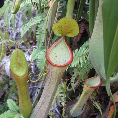 Nepenthes macrovulgaris unspecified picture