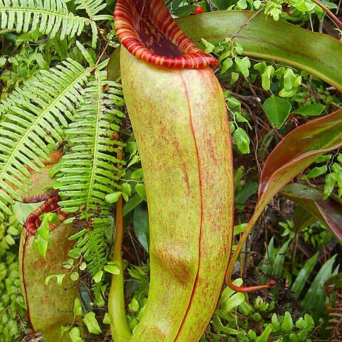 Nepenthes bokorensis unspecified picture