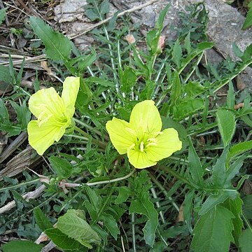 Oenothera triloba unspecified picture