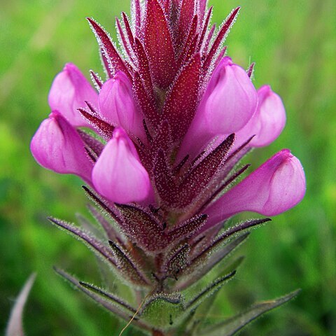 Orthocarpus bracteosus unspecified picture