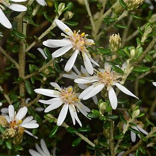 Olearia brachyphylla unspecified picture