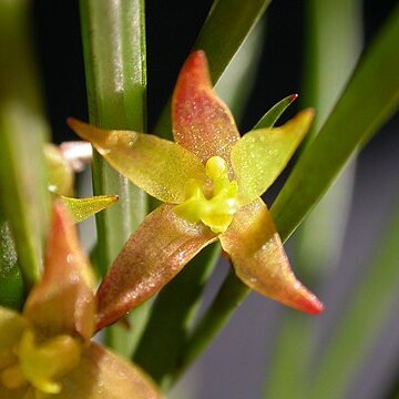 Octomeria chamaeleptotes unspecified picture