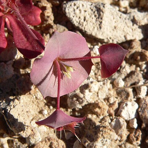 Oxytheca perfoliata unspecified picture