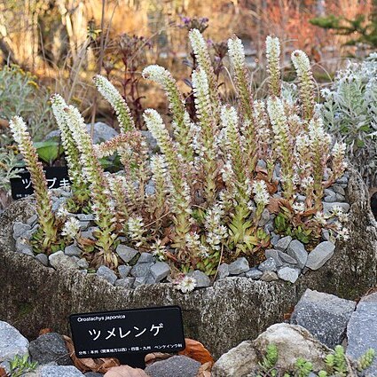 Orostachys japonica unspecified picture