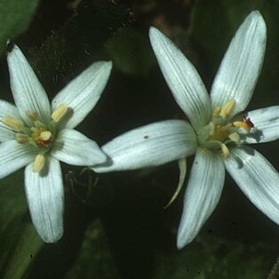 Ornithogalum collinum unspecified picture