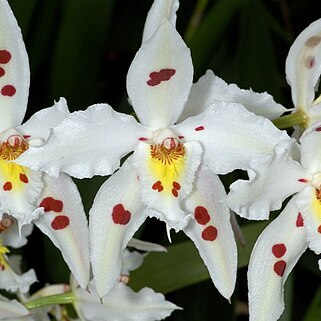 Oncidium unspecified picture