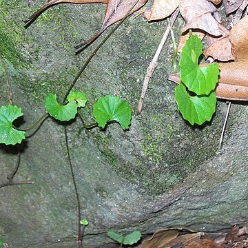 Viola perreniformis unspecified picture