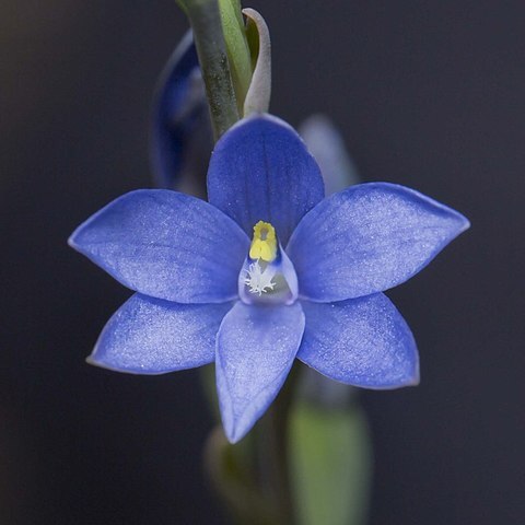 Thelymitra longiloba unspecified picture