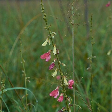 Tephrosia onobrychoides unspecified picture