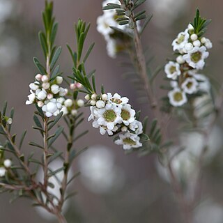 Thryptomene hexandra unspecified picture