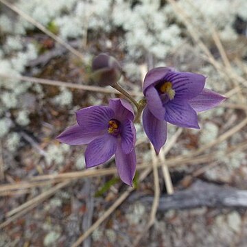 Thelymitra dentata unspecified picture