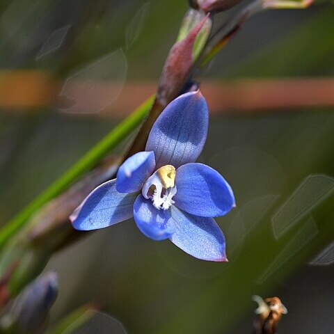 Thelymitra aemula unspecified picture