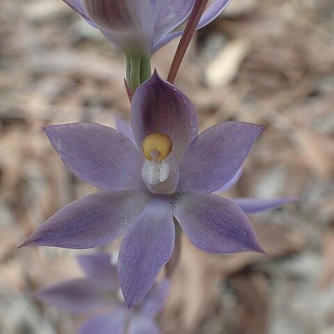 Thelymitra graminea unspecified picture