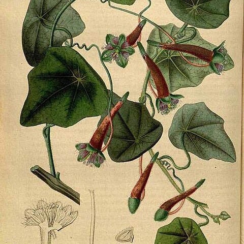 Tropaeolum deckerianum unspecified picture