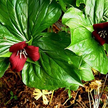 Trillium sulcatum unspecified picture