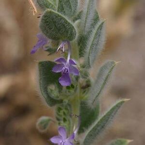 Trichostema ovatum unspecified picture