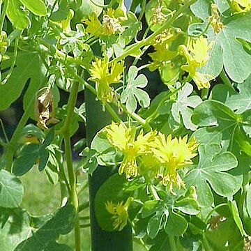 Tropaeolum peregrinum unspecified picture