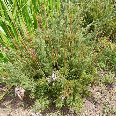 Thamnochortus cinereus unspecified picture