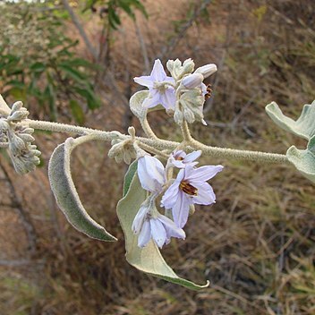 Solanum subumbellatum unspecified picture