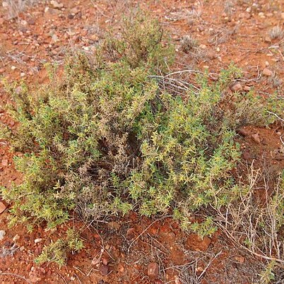 Sclerolaena cuneata unspecified picture