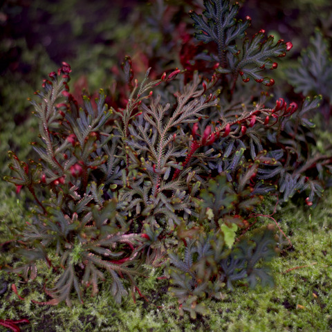 Selaginella erythropus unspecified picture